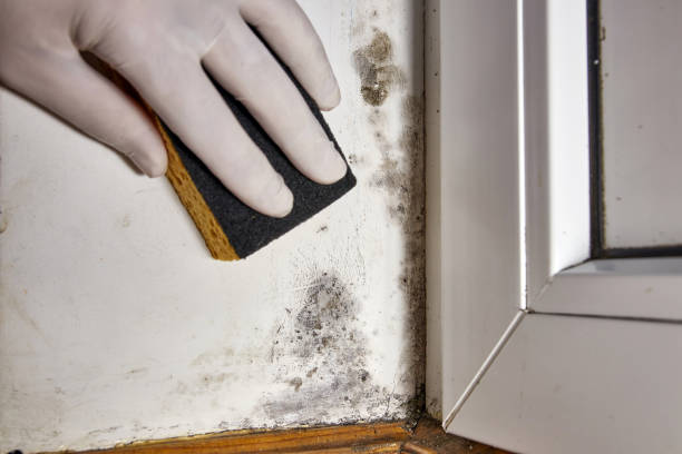 Best Basement Mold Removal  in Wellington, CO