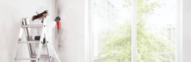 Mold Odor Removal Services in Wellington, CO