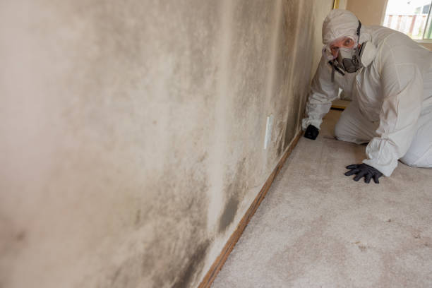 Best Mold Damage Restoration  in Wellington, CO