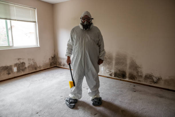 Best Crawl Space Mold Remediation  in Wellington, CO